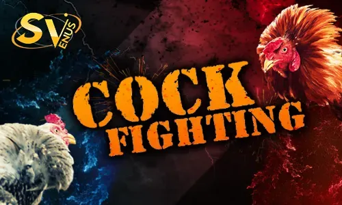 Trò chơi Cock FIghting